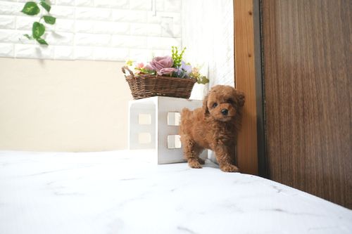 滋賀県のトイプードル(タイニー) (いっぷく湖南店/2025年11月10日生まれ/女の子/レッドフォーン)の子犬