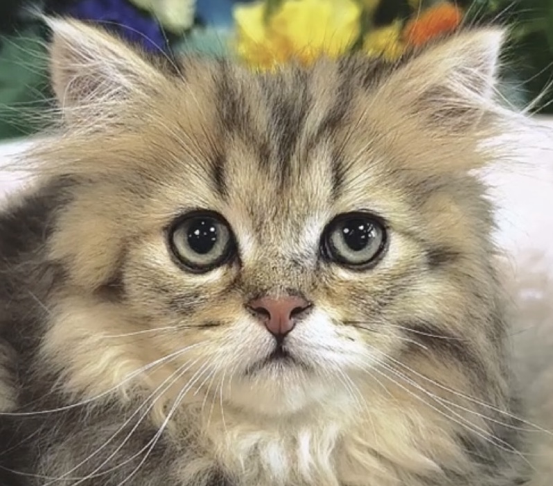 千葉県のミヌエット (Breeder & Petsalon MAU/2025年3月24日生まれ/男の子/チンチラゴールデン)の子猫