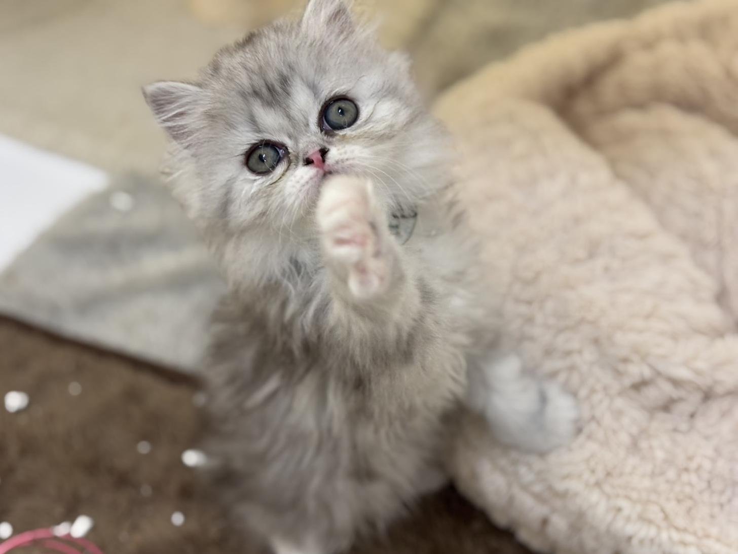 神奈川県のフォールデックス (Doggy Style 小田原店/2025年11月11日生まれ/女の子/シルバータビーホワイト)の子猫の2枚目の画像