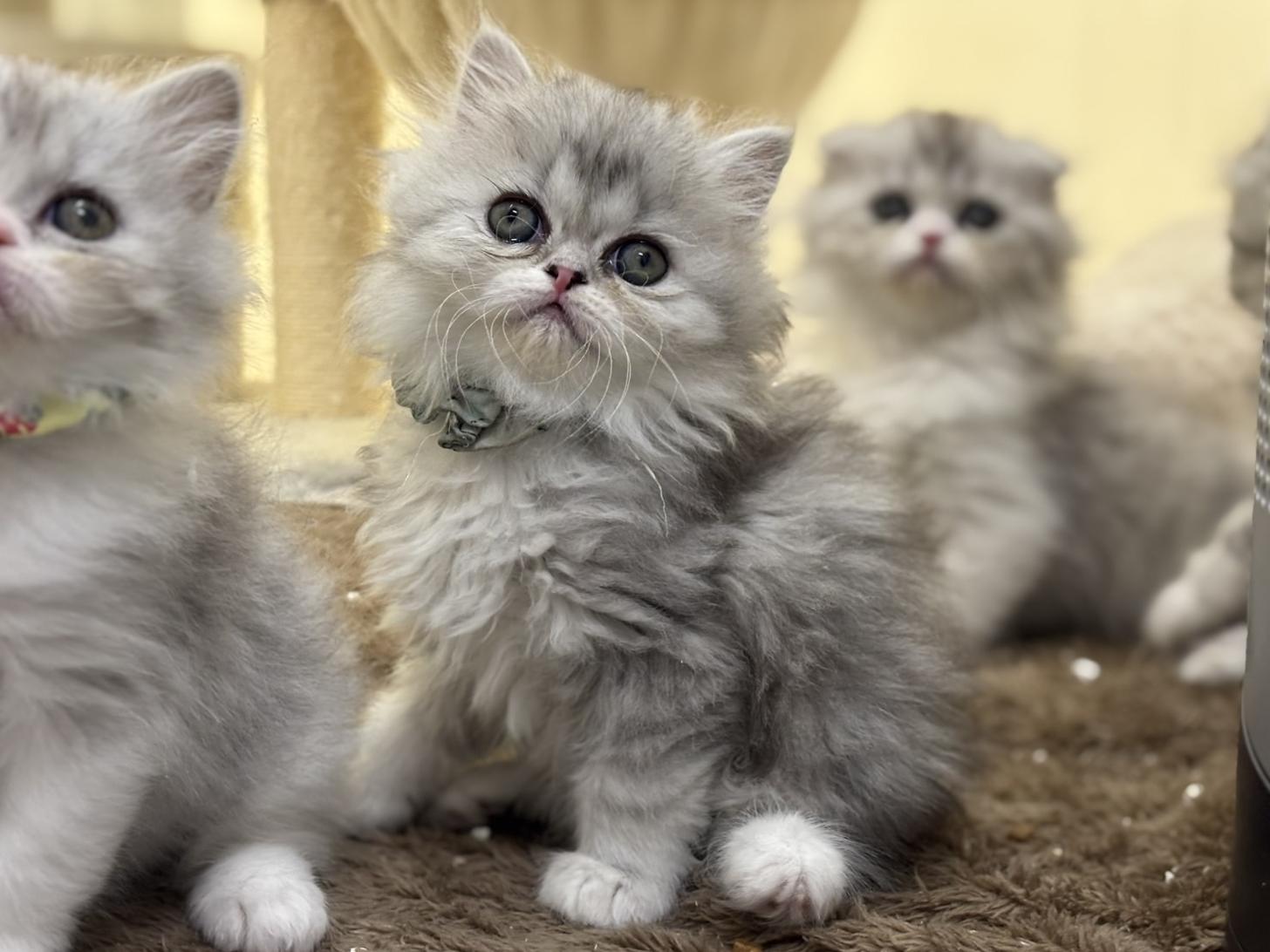 神奈川県のフォールデックス (Doggy Style 小田原店/2025年11月11日生まれ/女の子/シルバータビーホワイト)の子猫の3枚目の画像