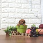 滋賀県のトイプードル(トイ) (いっぷく湖南店/2025年5月8日生まれ/男の子/レッドフォーン)の子犬