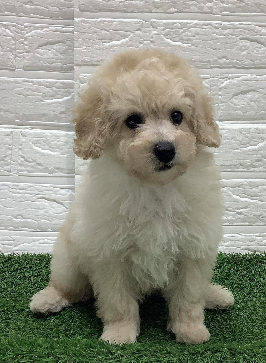 福岡県のトイプードル(トイ) (ディスワン ドッグズホーム大野城店/2025年8月30日生まれ/男の子/クリーム)の子犬