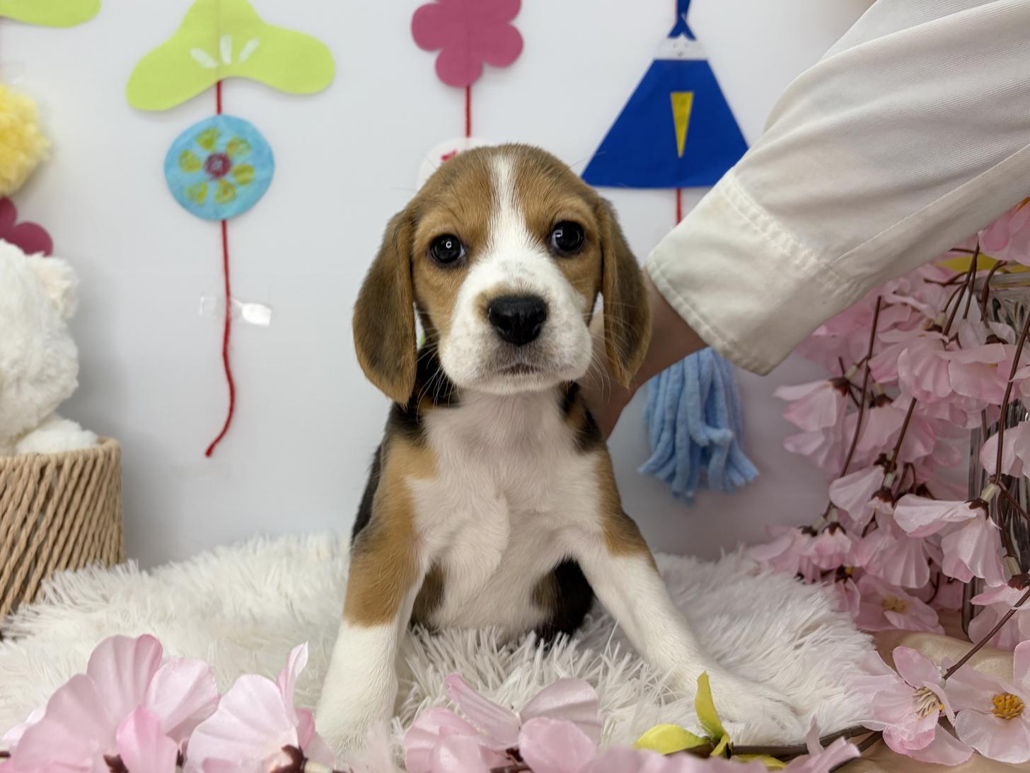 北海道のビーグル (ラブワンコ カインズ大曲店/2026年1月17日生まれ/女の子/ブラックホワイトタン)の子犬