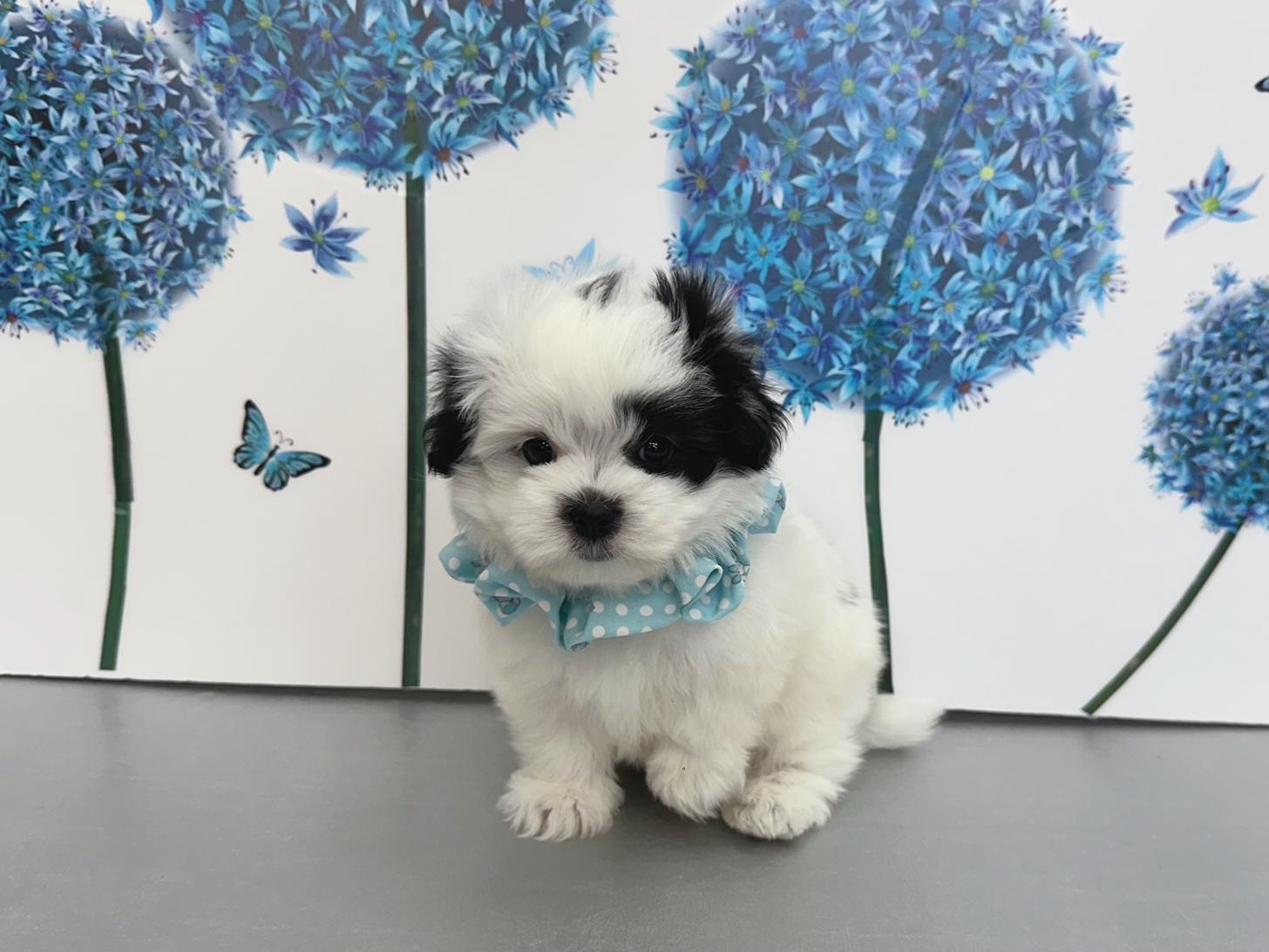 大阪府のハーフ犬・ミックス犬 (ぱぴぷぺっと大阪店/2025年9月10日生まれ/男の子/ホワイトブラック)の子犬