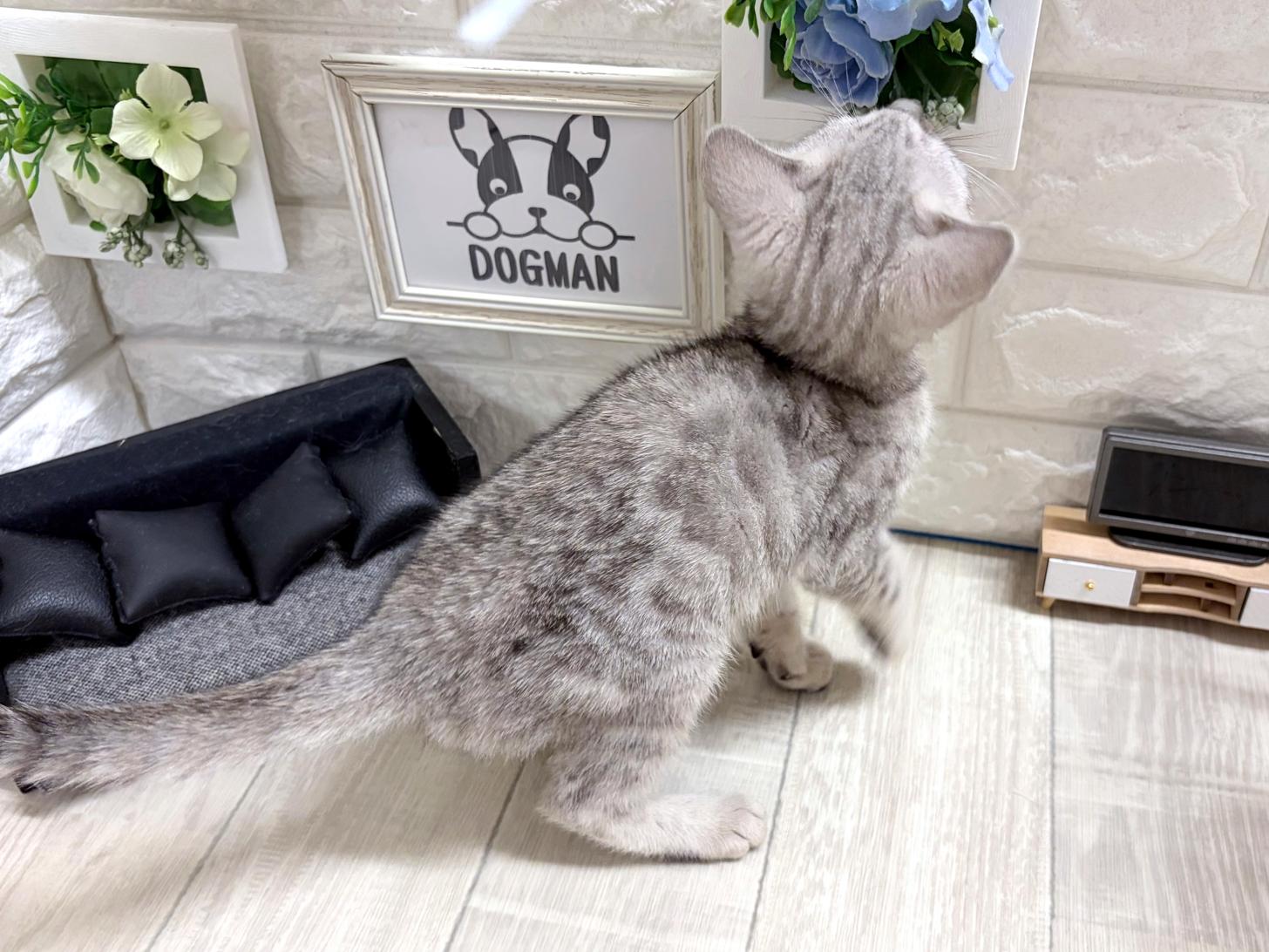 和歌山県のベンガル (DOGMAN和歌山中之島店/2026年7月5日生まれ/男の子/シルバースポットタビー)の子猫の3枚目の画像