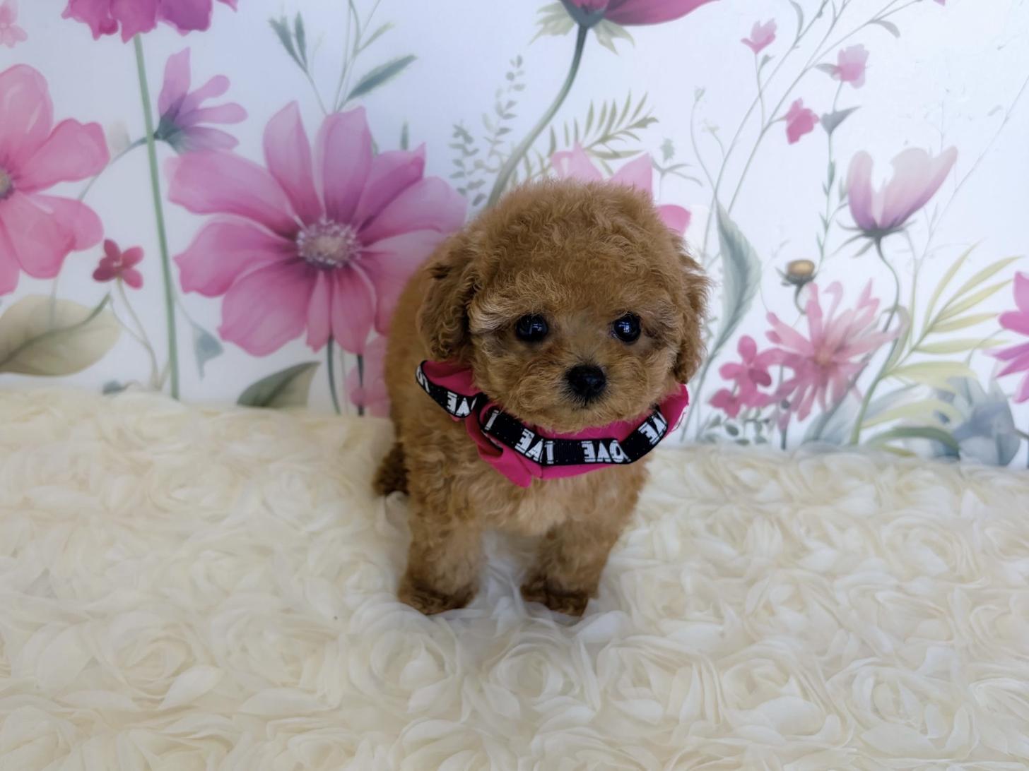 福岡県のトイプードル(ティーカップ) (ぱぴぷぺっと福岡店/2025年9月6日生まれ/女の子/アプリコット)の子犬の1枚目の画像