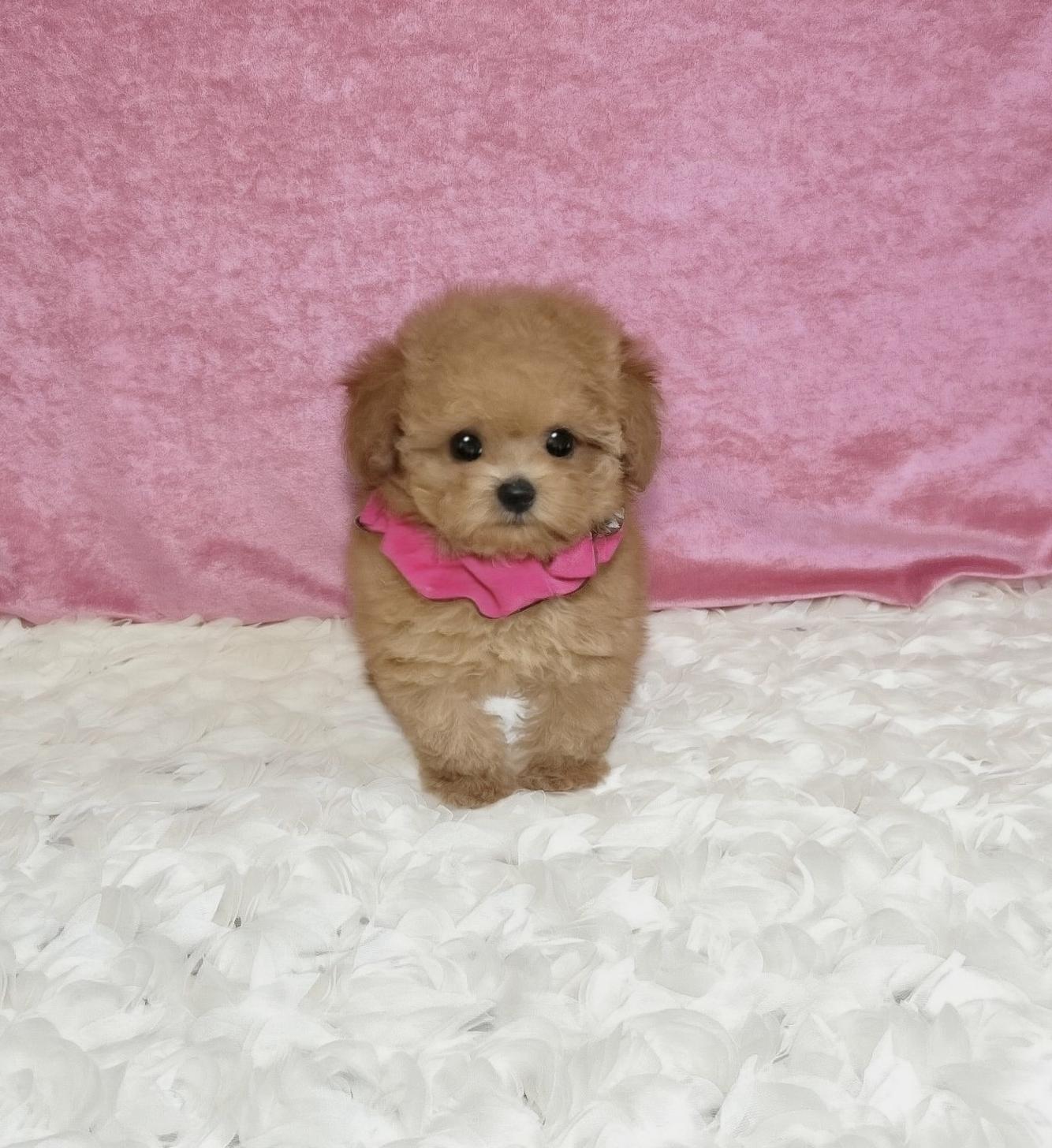 福岡県のトイプードル(ティーカップ) (ぱぴぷぺっと福岡店/2025年9月6日生まれ/女の子/アプリコット)の子犬の1枚目の画像