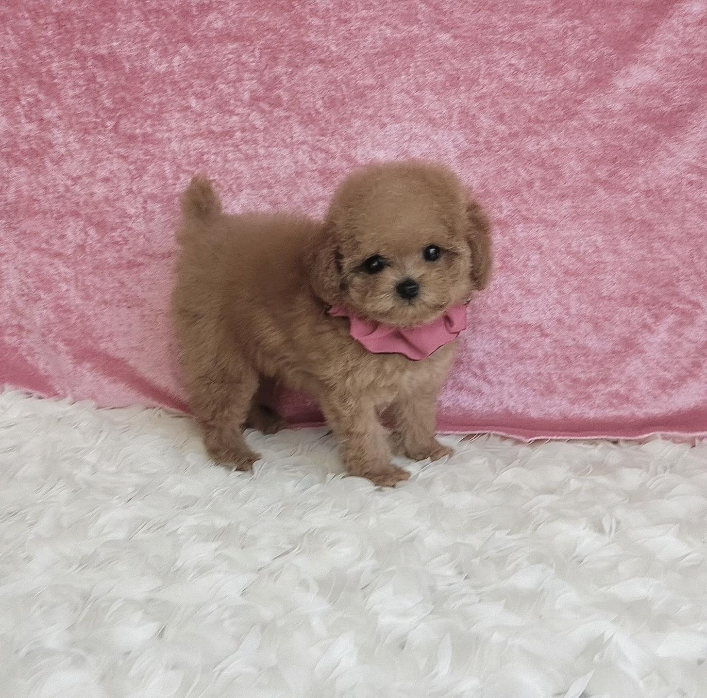 福岡県のトイプードル(ティーカップ) (ぱぴぷぺっと福岡店/2025年9月6日生まれ/女の子/アプリコット)の子犬の2枚目の画像