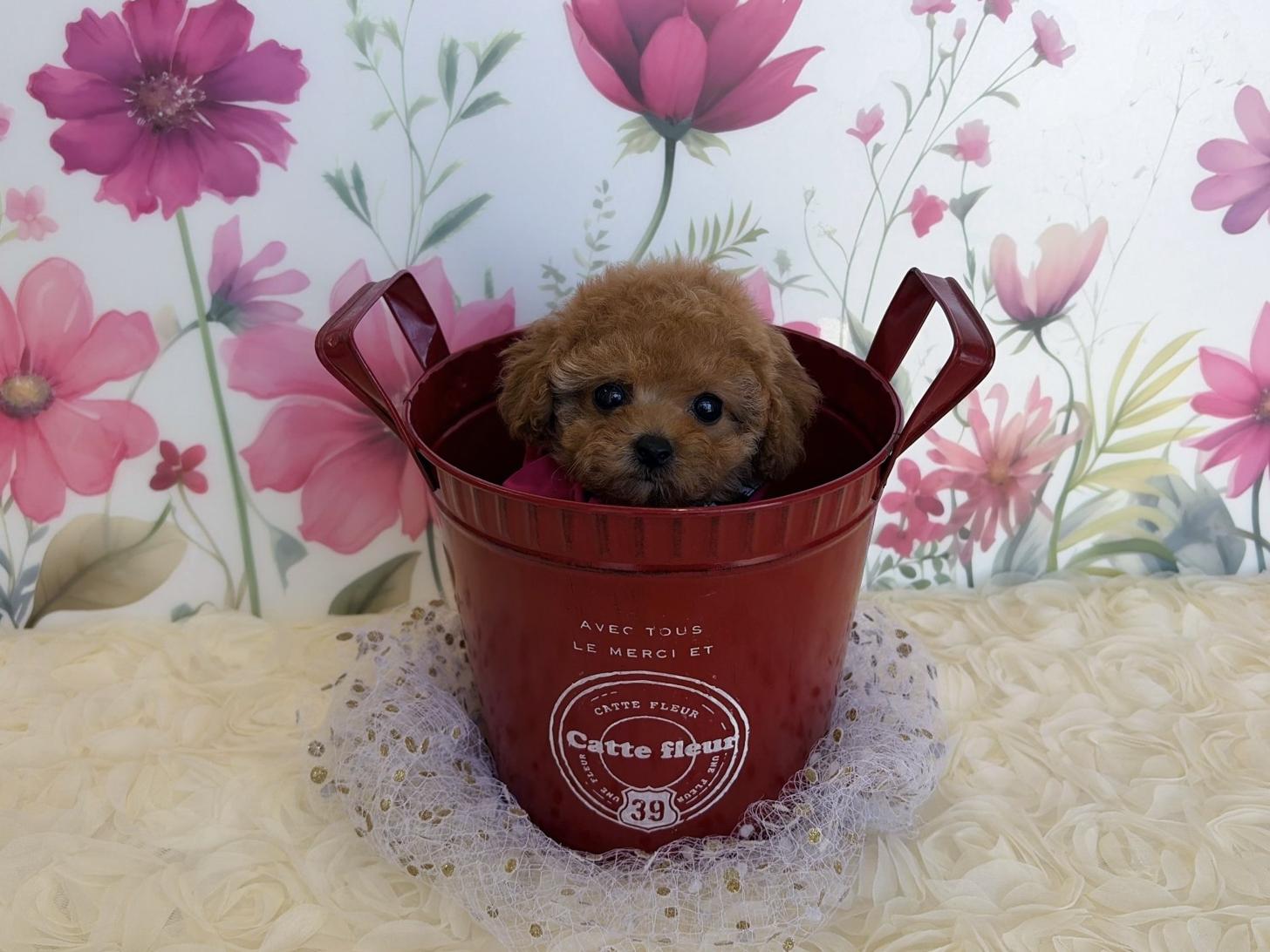 福岡県のトイプードル(ティーカップ) (ぱぴぷぺっと福岡店/2025年9月6日生まれ/女の子/アプリコット)の子犬の3枚目の画像