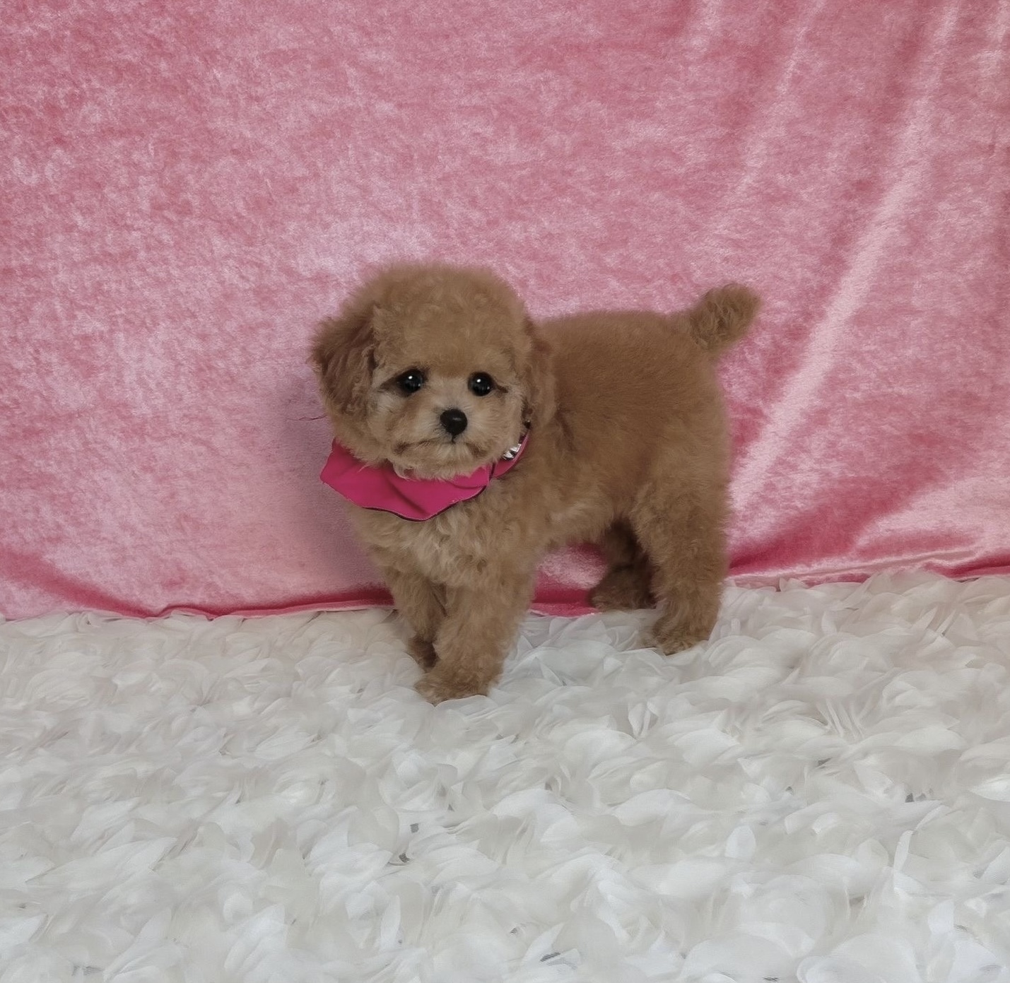 福岡県のトイプードル(ティーカップ) (ぱぴぷぺっと福岡店/2025年9月6日生まれ/女の子/アプリコット)の子犬の3枚目の画像