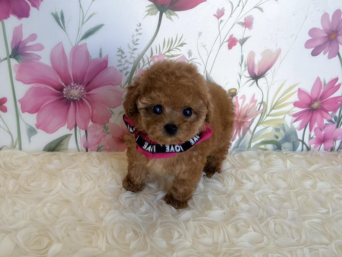 福岡県のトイプードル(ティーカップ) (ぱぴぷぺっと福岡店/2025年9月6日生まれ/女の子/アプリコット)の子犬の4枚目の画像