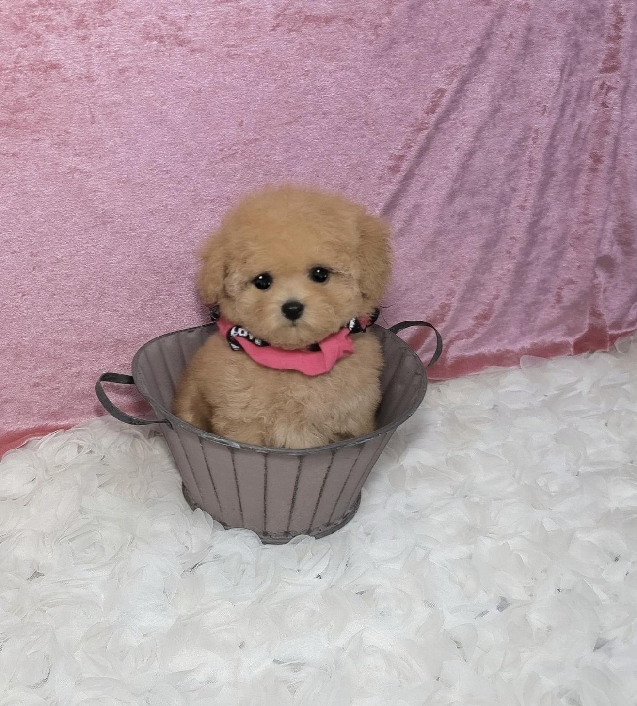 福岡県のトイプードル(ティーカップ) (ぱぴぷぺっと福岡店/2025年9月6日生まれ/女の子/アプリコット)の子犬の4枚目の画像