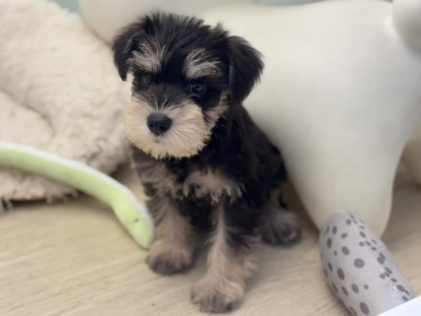 神奈川県のミニチュアシュナウザー (Doggy Style 小田原店/2026年6月27日生まれ/男の子/ブラックシルバー)の子犬の1枚目の画像