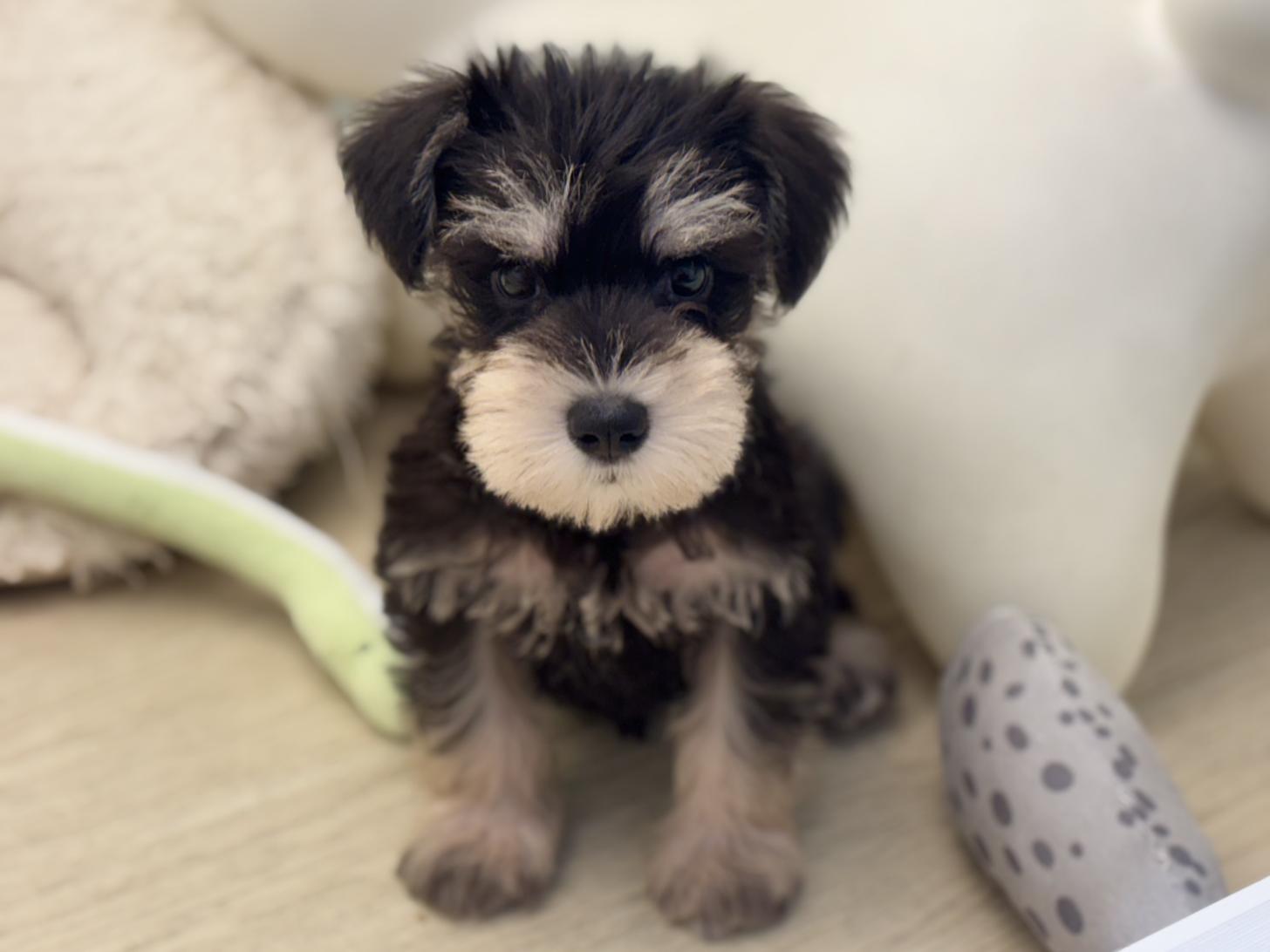 神奈川県のミニチュアシュナウザー (Doggy Style 小田原店/2026年6月27日生まれ/男の子/ブラックシルバー)の子犬の2枚目の画像