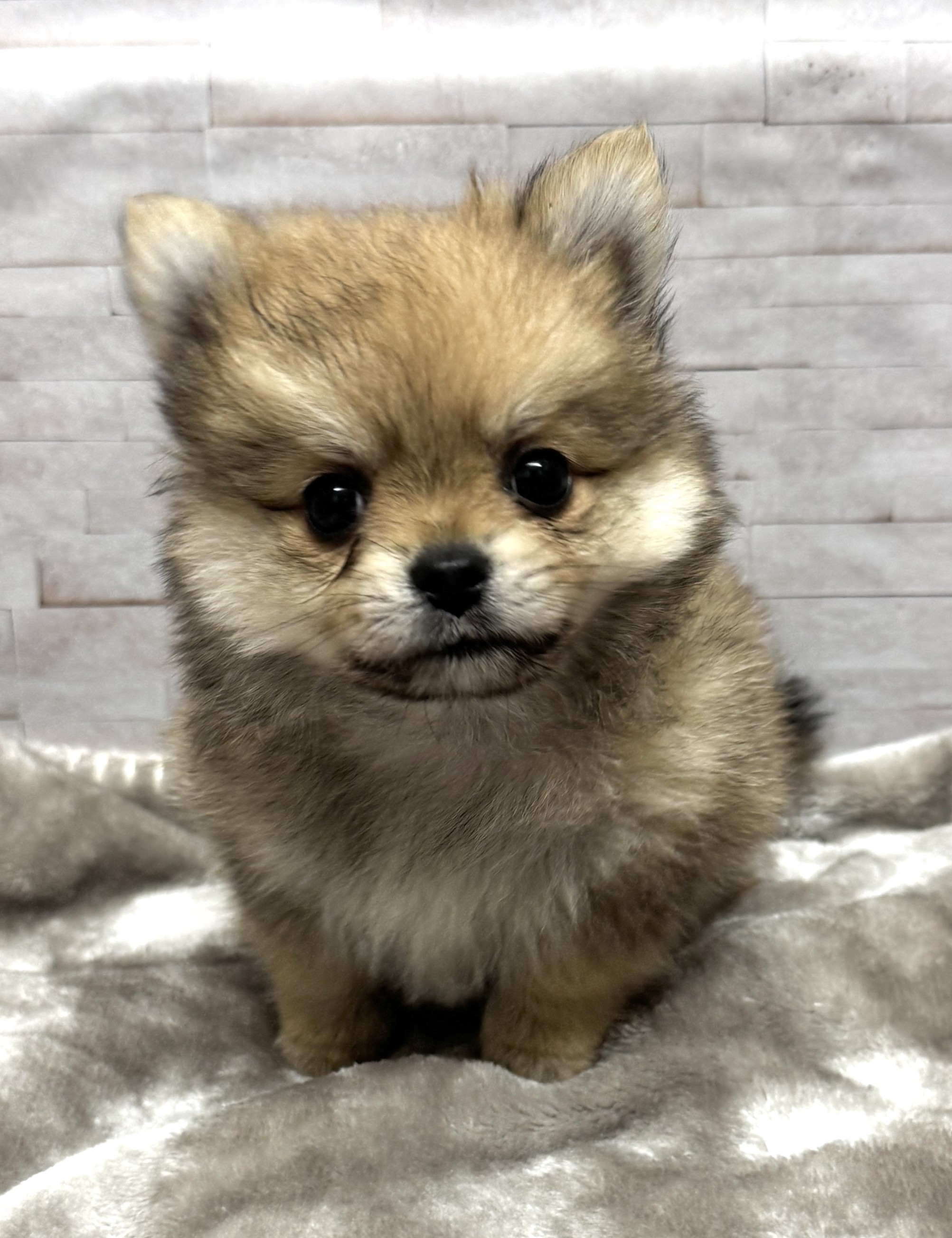 岐阜県のポメチワ/チワポメ/ポメチー(ポメラニアン×チワワ) (ペットプラザ岐阜店/2026年8月1日生まれ/男の子/オレンジ)の子犬