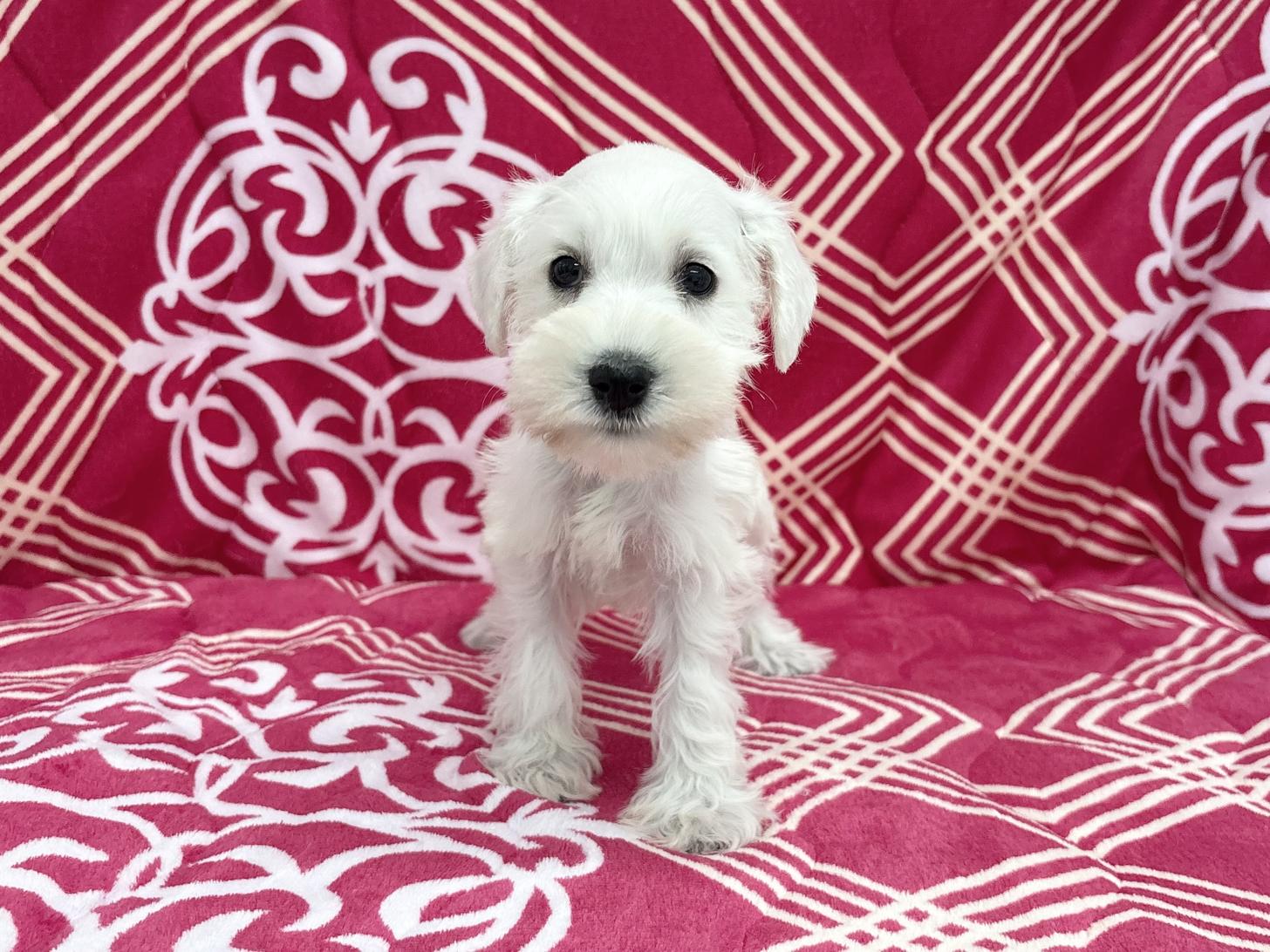 愛知県のミニチュアシュナウザー (ハピースペット春日井アミーゴ店/2026年2月13日生まれ/女の子/ホワイト)の子犬の1枚目の画像