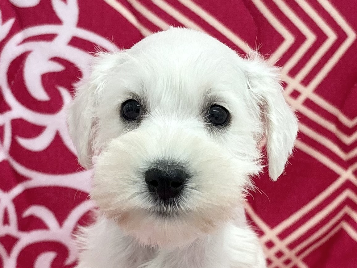 愛知県のミニチュアシュナウザー (ハピースペット春日井アミーゴ店/2026年2月13日生まれ/女の子/ホワイト)の子犬の2枚目の画像