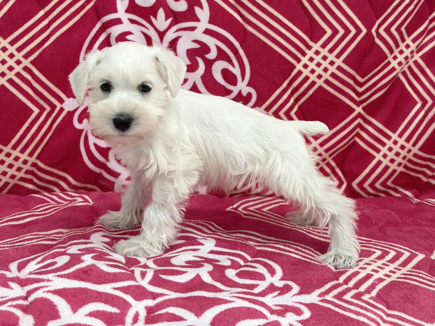 愛知県のミニチュアシュナウザー (ハピースペット春日井アミーゴ店/2026年2月13日生まれ/女の子/ホワイト)の子犬の3枚目の画像