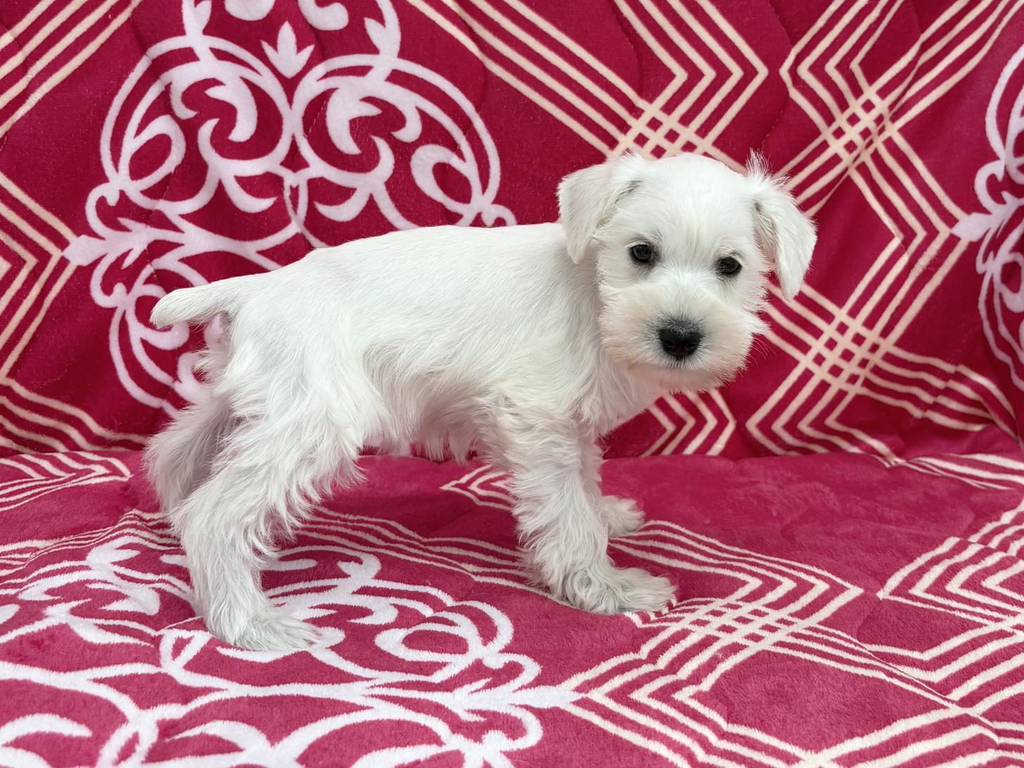 愛知県のミニチュアシュナウザー (ハピースペット春日井アミーゴ店/2026年2月13日生まれ/女の子/ホワイト)の子犬の4枚目の画像