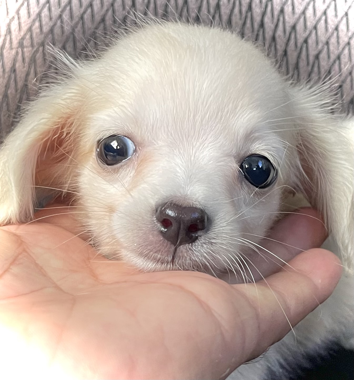 神奈川県のチワックス(チワワ×ダックス) (Puppyカフェ/2025年5月21日生まれ/男の子/クリーム)の子犬の1枚目の画像