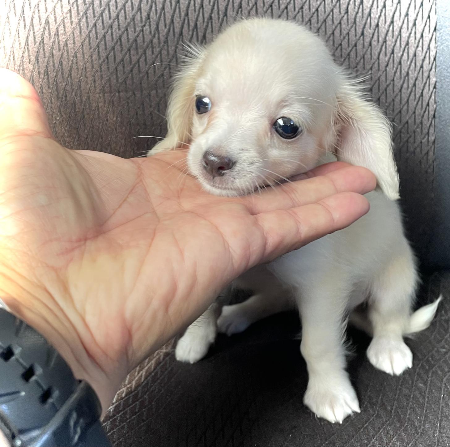 神奈川県のチワックス(チワワ×ダックス) (Puppyカフェ/2025年5月21日生まれ/男の子/クリーム)の子犬の2枚目の画像