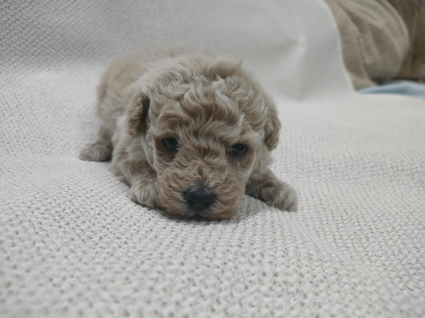 群馬県のトイプードル(トイ) (ペットハウステレサ/2026年2月15日生まれ/男の子/アプリコット)の子犬