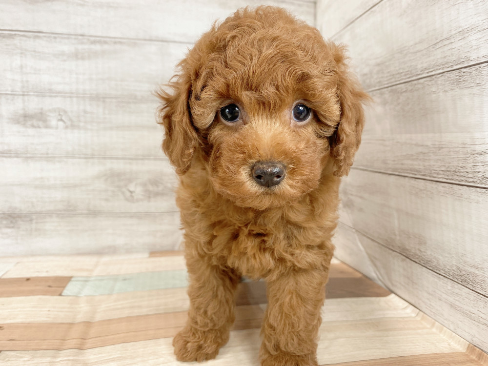 新潟県のトイプードル(トイ) (竹内ペット 新津本店/2025年9月22日生まれ/女の子/レッド)の子犬の1枚目の画像