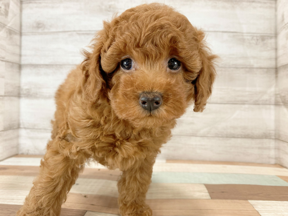 新潟県のトイプードル(トイ) (竹内ペット 新津本店/2025年9月22日生まれ/女の子/レッド)の子犬の2枚目の画像