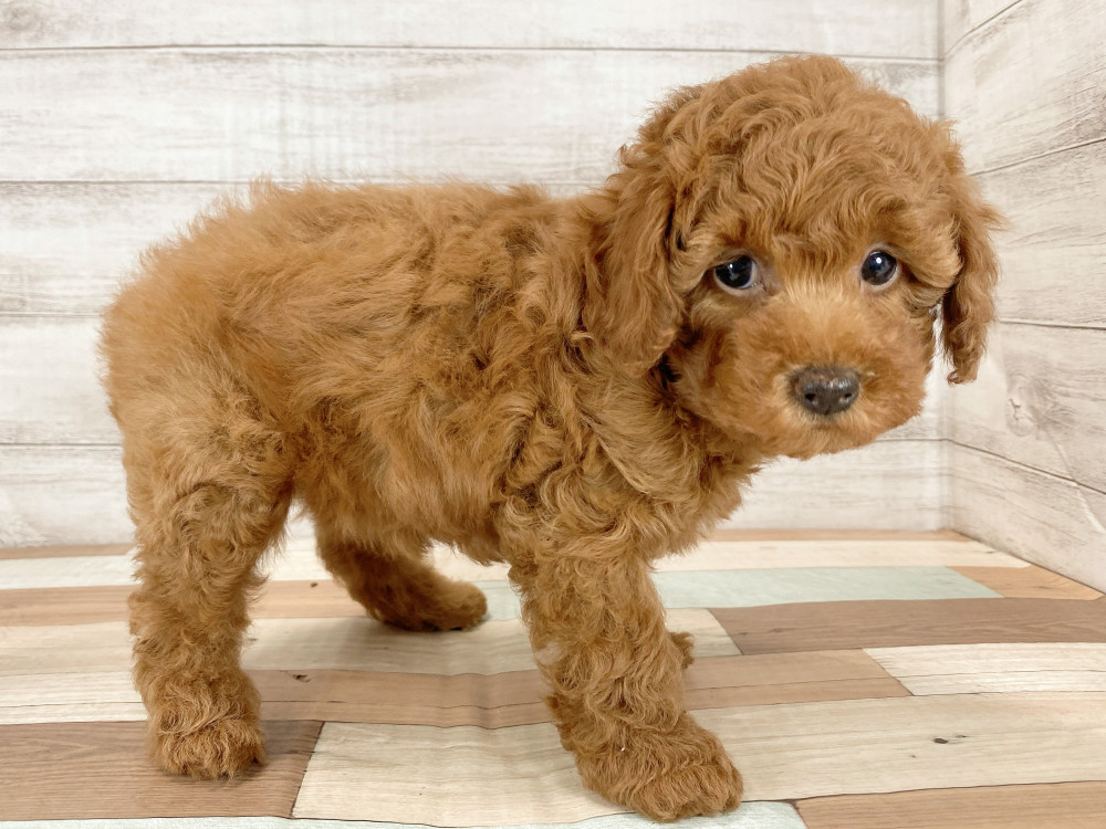 新潟県のトイプードル(トイ) (竹内ペット 新津本店/2025年9月22日生まれ/女の子/レッド)の子犬の3枚目の画像