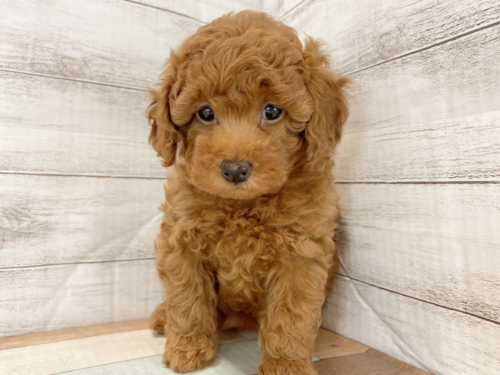 新潟県のトイプードル(トイ) (竹内ペット 新津本店/2025年9月22日生まれ/女の子/レッド)の子犬の4枚目の画像