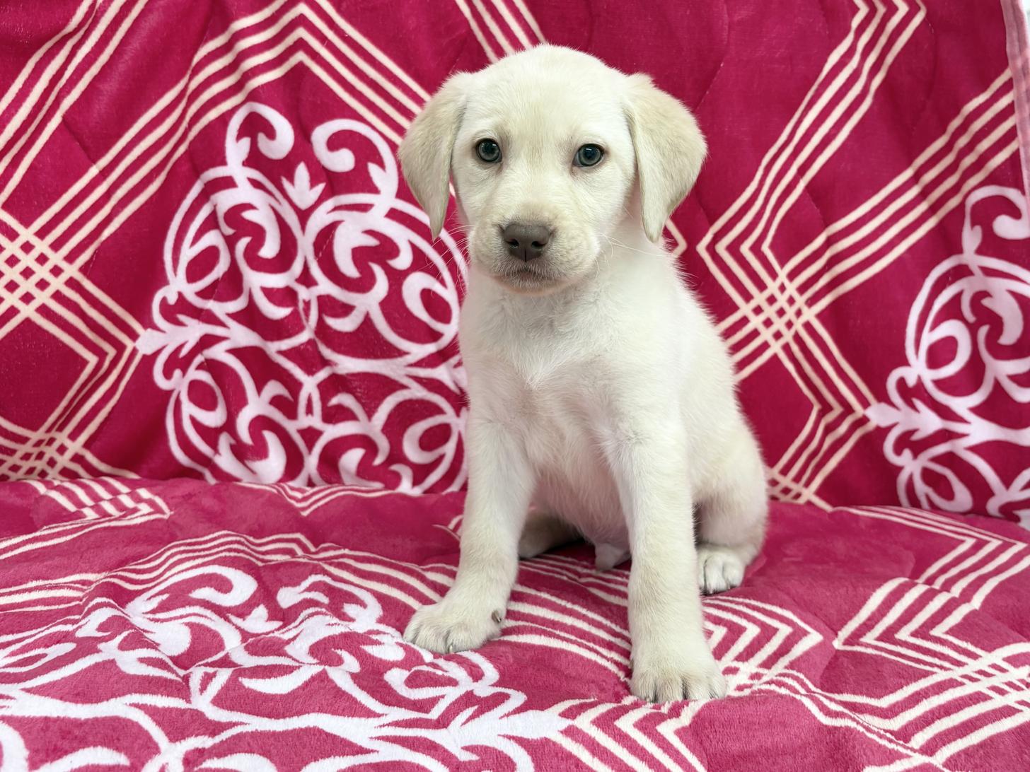 愛知県のラブラドールレトリーバー (ハピースペット春日井アミーゴ店/2026年1月1日生まれ/男の子/イエロー)の子犬の1枚目の画像