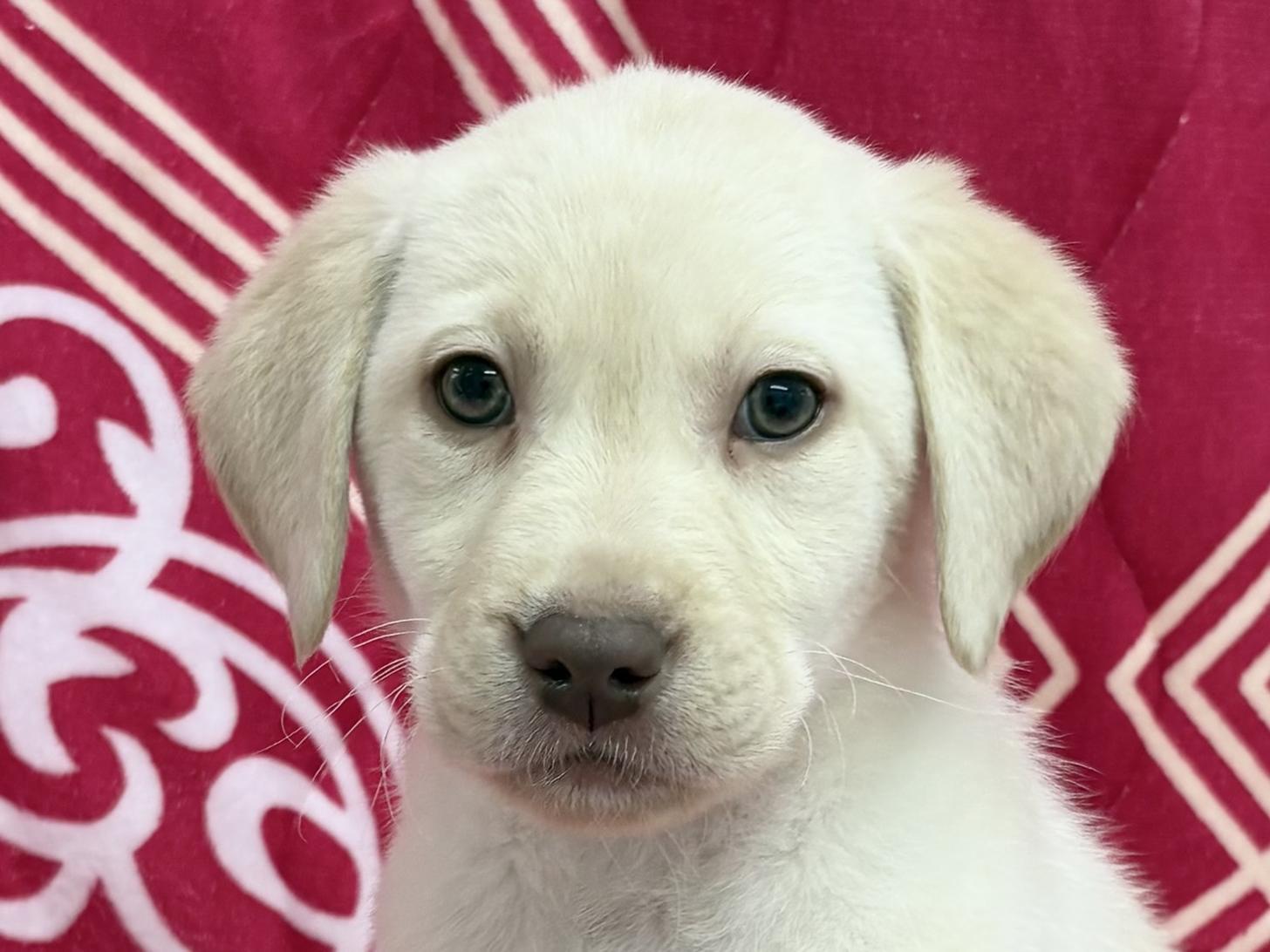 愛知県のラブラドールレトリーバー (ハピースペット春日井アミーゴ店/2026年1月1日生まれ/男の子/イエロー)の子犬の2枚目の画像