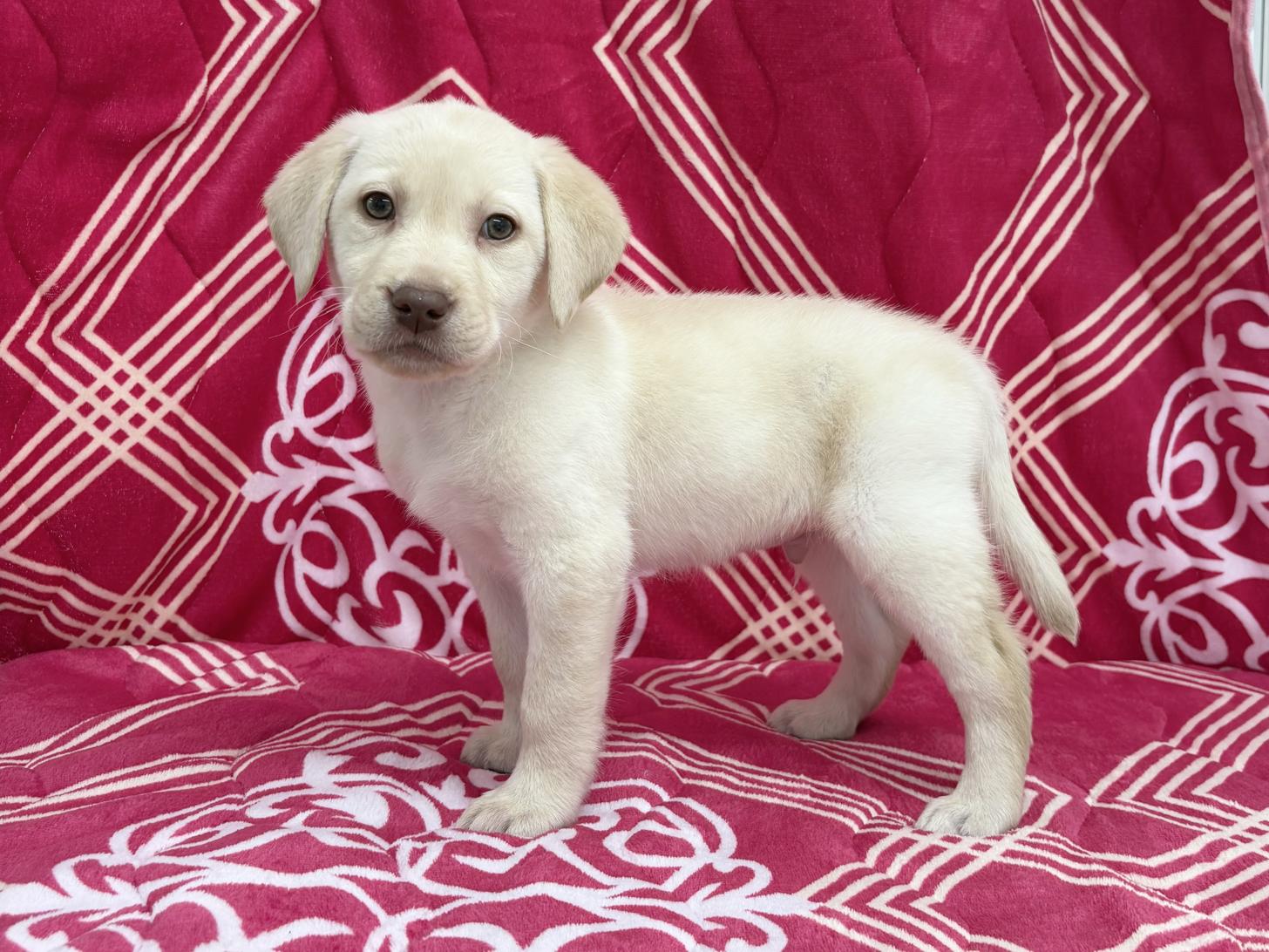 愛知県のラブラドールレトリーバー (ハピースペット春日井アミーゴ店/2026年1月1日生まれ/男の子/イエロー)の子犬の3枚目の画像