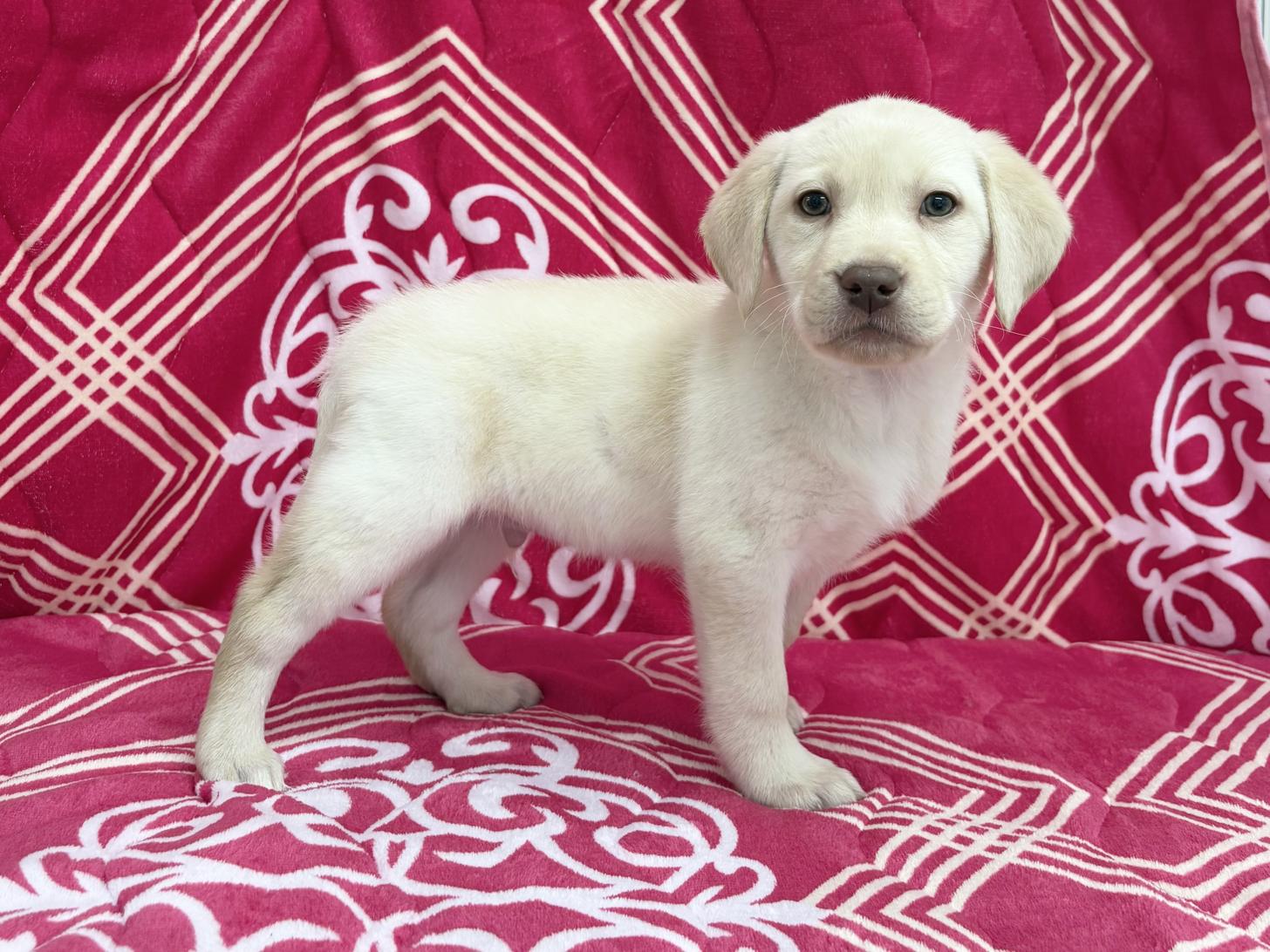 愛知県のラブラドールレトリーバー (ハピースペット春日井アミーゴ店/2026年1月1日生まれ/男の子/イエロー)の子犬の4枚目の画像