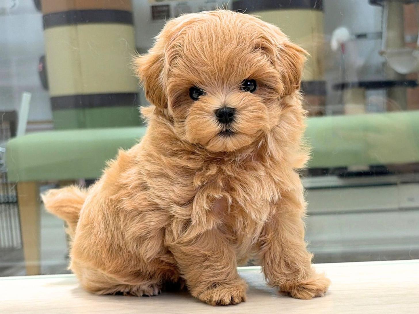 愛知県のマルプー(マルチーズ×プードル) (ディスワン稲沢平和店/2026年7月24日生まれ/男の子/アプリコット)の子犬の3枚目の画像