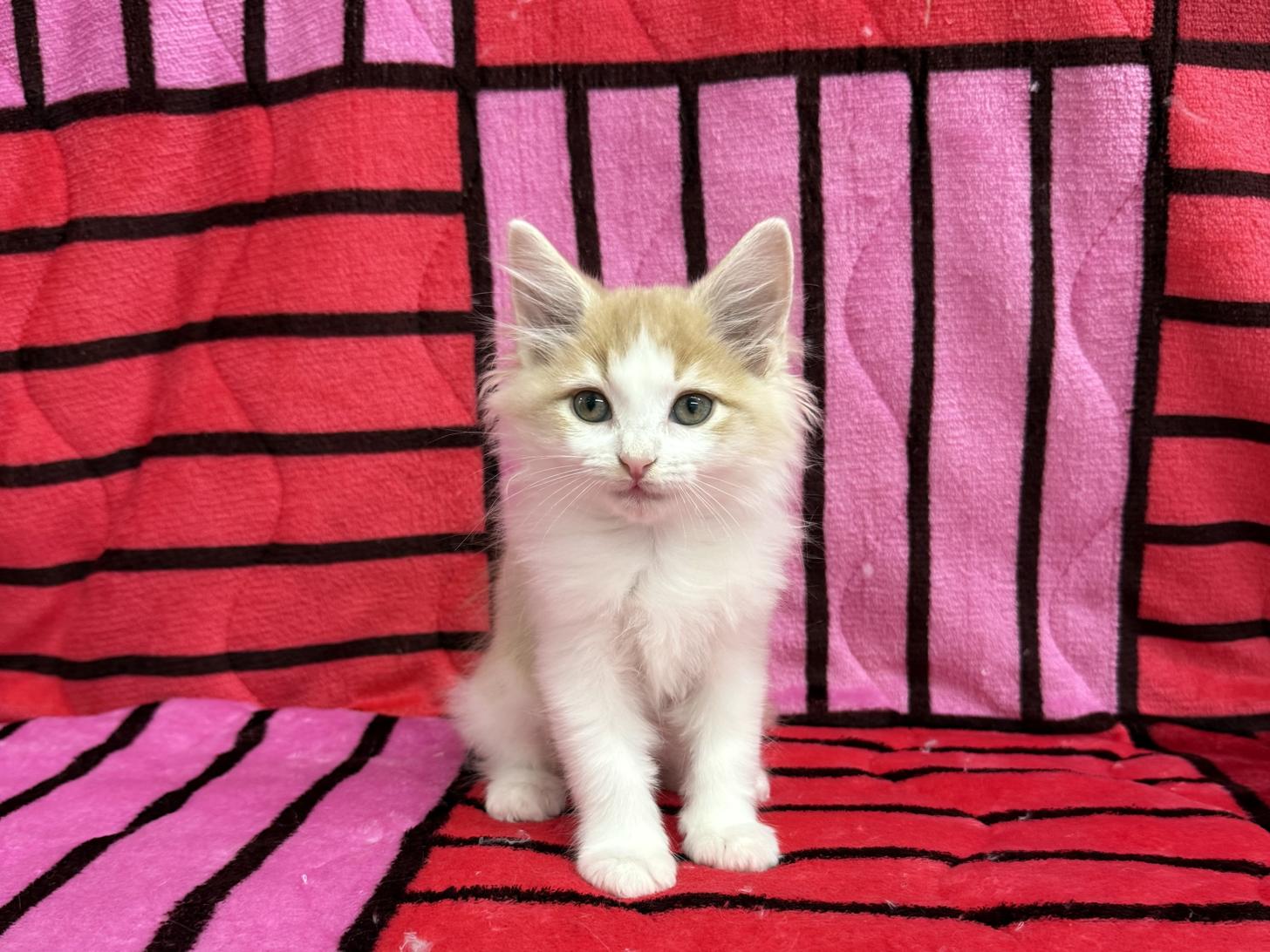 愛知県のノルウェージャンフォレストキャット (ハピースペット春日井アミーゴ店/2025年10月23日生まれ/女の子/クリームタビーホワイト)の子猫の1枚目の画像