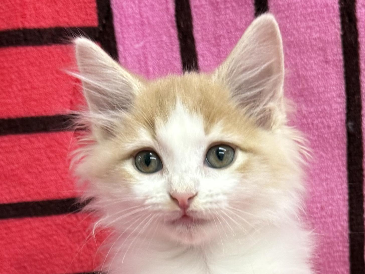 愛知県のノルウェージャンフォレストキャット (ハピースペット春日井アミーゴ店/2025年10月23日生まれ/女の子/クリームタビーホワイト)の子猫の2枚目の画像