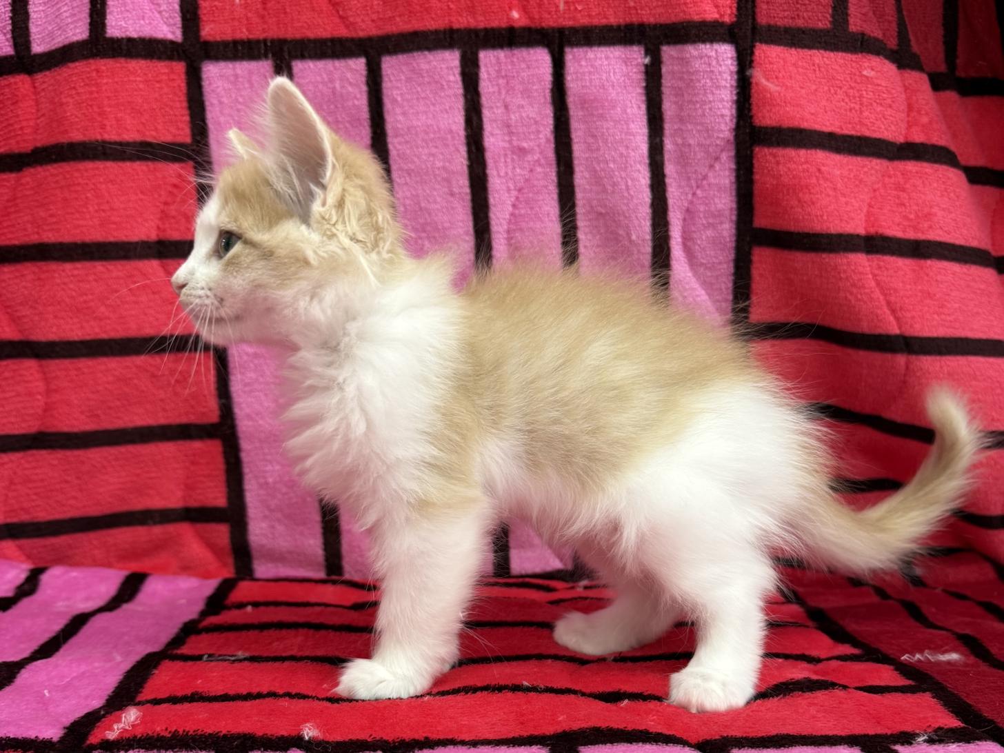 愛知県のノルウェージャンフォレストキャット (ハピースペット春日井アミーゴ店/2025年10月23日生まれ/女の子/クリームタビーホワイト)の子猫の3枚目の画像