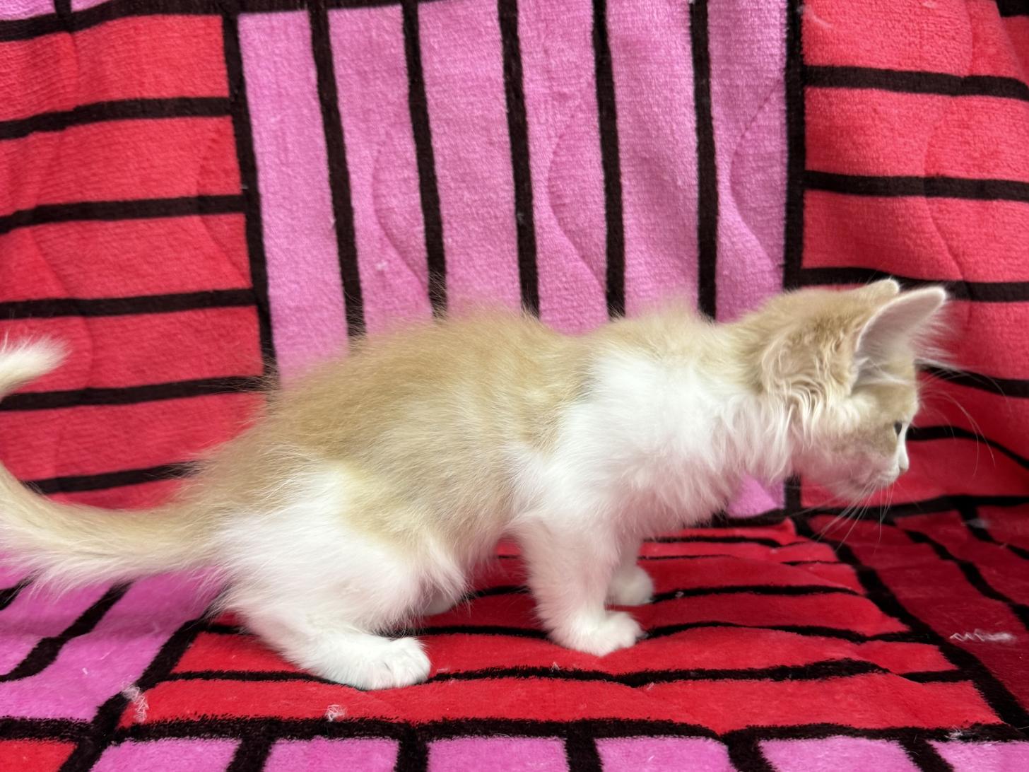 愛知県のノルウェージャンフォレストキャット (ハピースペット春日井アミーゴ店/2025年10月23日生まれ/女の子/クリームタビーホワイト)の子猫の4枚目の画像