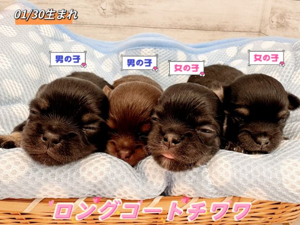 新潟県のチワワ(ロング) (竹内ペット 新津本店/2026年1月30日生まれ/男の子/その他色)の子犬の1枚目の画像