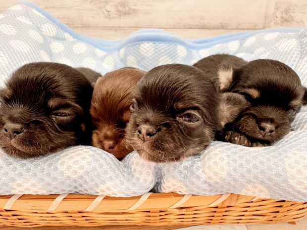 新潟県のチワワ(ロング) (竹内ペット 新津本店/2026年1月30日生まれ/男の子/その他色)の子犬の2枚目の画像