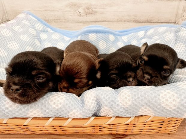 新潟県のチワワ(ロング) (竹内ペット 新津本店/2026年1月30日生まれ/男の子/その他色)の子犬の3枚目の画像