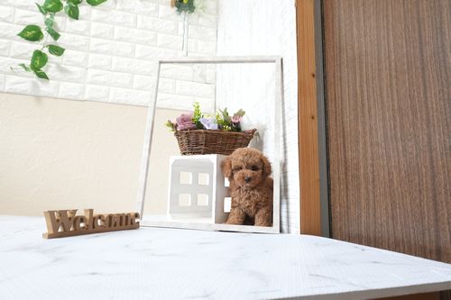 滋賀県のトイプードル(タイニー) (いっぷく湖南店/2025年9月22日生まれ/女の子/レッドフォーン)の子犬の1枚目の画像