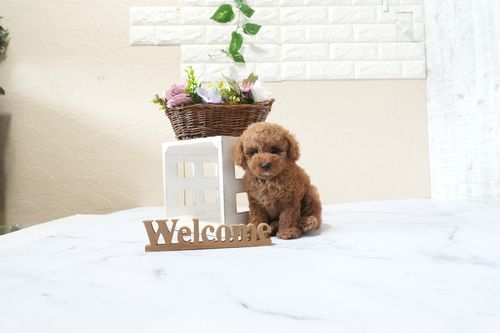 滋賀県のトイプードル(タイニー) (いっぷく湖南店/2025年9月22日生まれ/女の子/レッドフォーン)の子犬の2枚目の画像