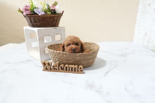 滋賀県のトイプードル(タイニー) (いっぷく湖南店/2025年9月22日生まれ/女の子/レッドフォーン)の子犬の3枚目の画像