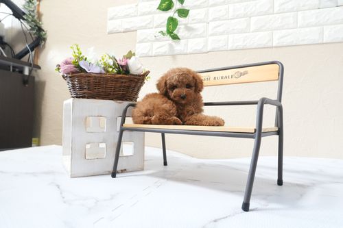 滋賀県のトイプードル(タイニー) (いっぷく湖南店/2025年9月22日生まれ/女の子/レッドフォーン)の子犬の4枚目の画像