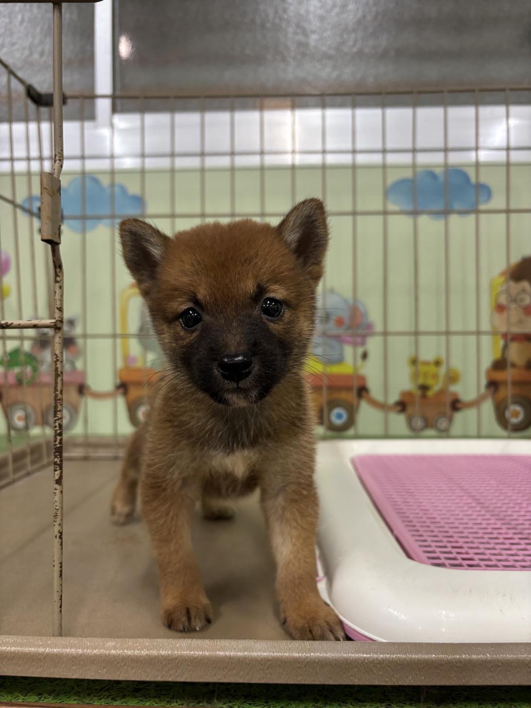 愛知県の柴犬(標準サイズ) (子いぬの足あと/2025年7月6日生まれ/男の子/赤)の子犬
