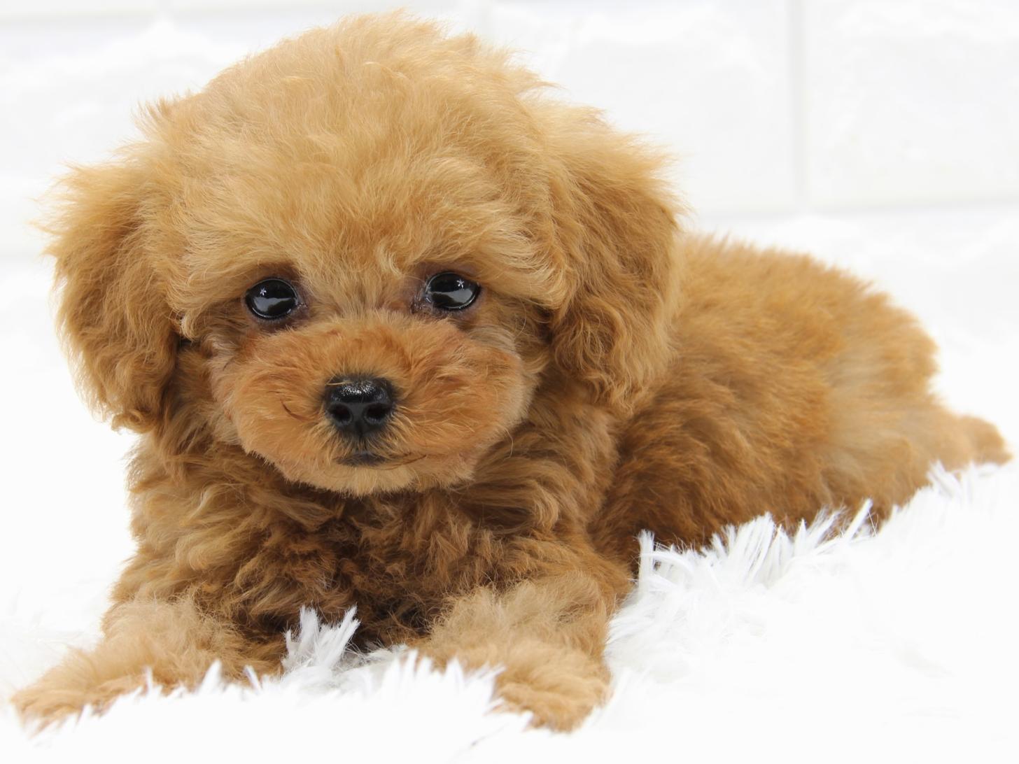 愛知県のトイプードル(タイニー) (猫福家 名古屋南店/2025年4月6日生まれ/女の子/レッド)の子犬の1枚目の画像