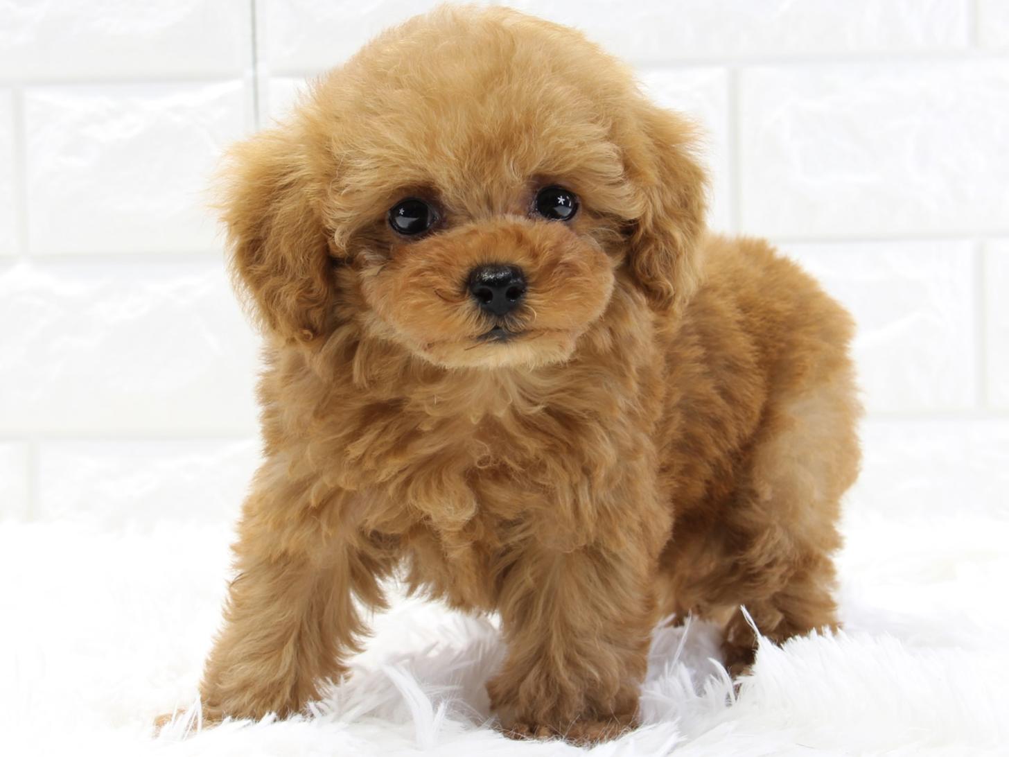 愛知県のトイプードル(タイニー) (猫福家 名古屋南店/2025年4月6日生まれ/女の子/レッド)の子犬の2枚目の画像