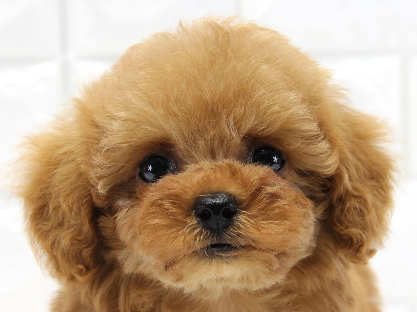 愛知県のトイプードル(タイニー) (猫福家 名古屋南店/2025年4月6日生まれ/女の子/レッド)の子犬の4枚目の画像